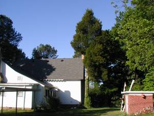 trees