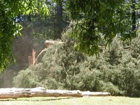 trees