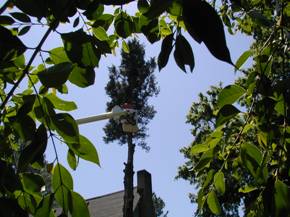 trees