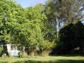 trees