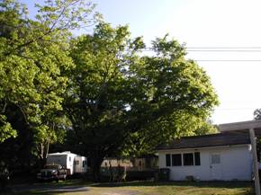 trees