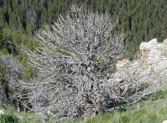 Chief Joseph and Beartooth Scenic Highways