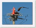IMG_6169 * 612 x 462 * (37KB)