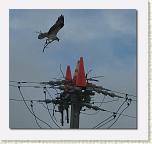IMG_6238 * 612 x 578 * (37KB)