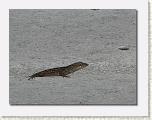 IMG_6664 * 612 x 462 * (50KB)