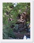 IMG_0377 * 2448 x 3264 * (1.86MB)