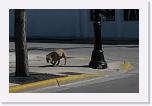 IMG_0660 * 2409 x 1568 * (362KB)