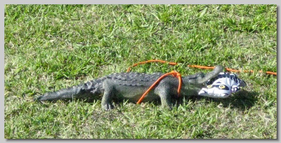 alligator
